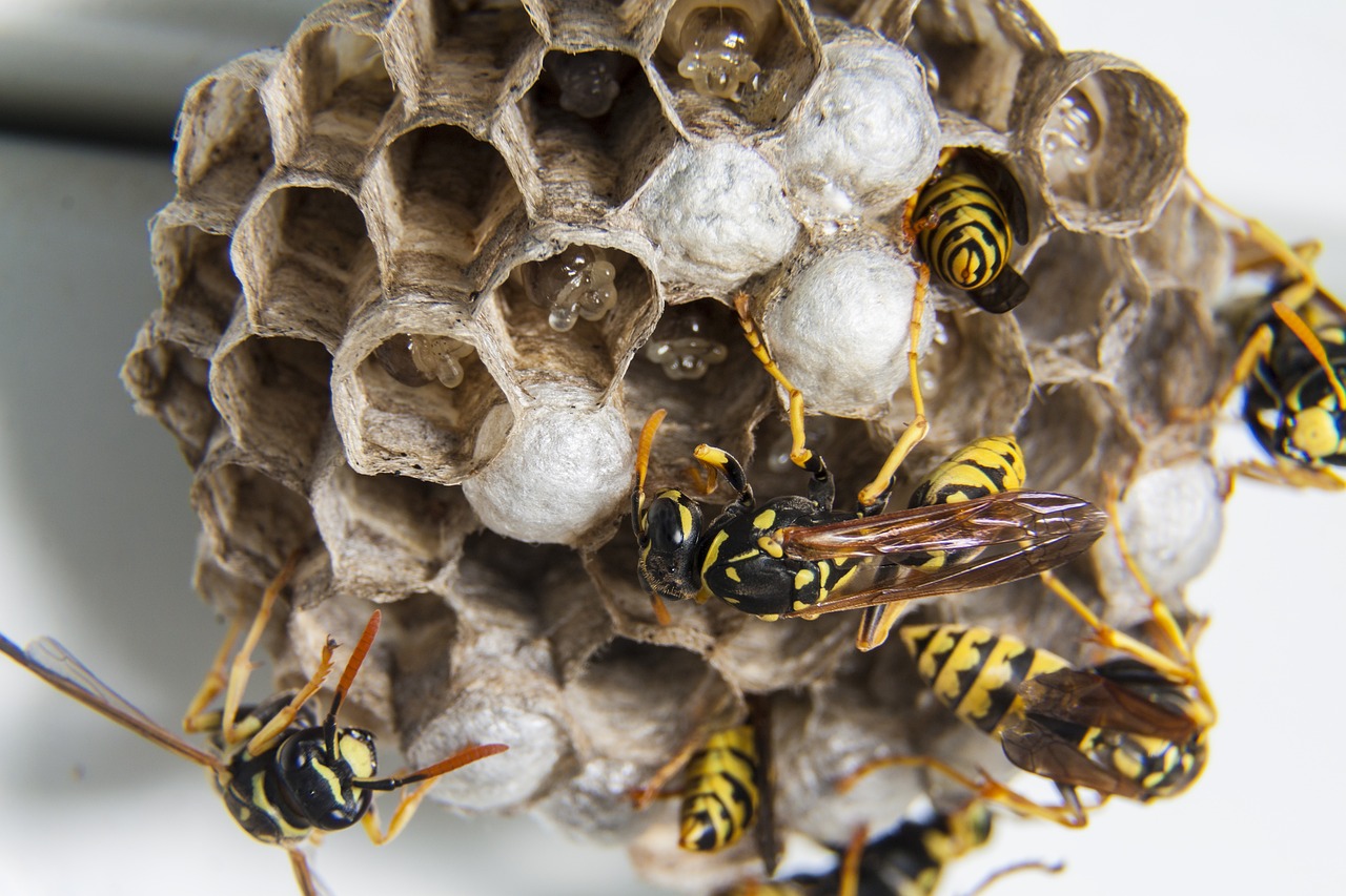 swarm, wasps, diaper-1903243.jpg